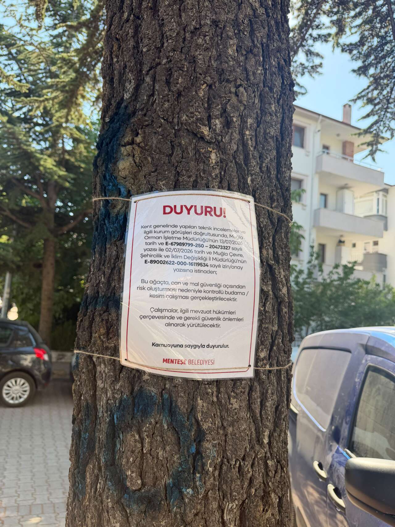 Menteşe’de Riskli Ağaçlarda Budama ve Kesim Çalışması Başlatıldı 1